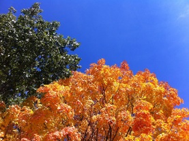 TURN ON IMAGES to see autumn leaves against the sky.